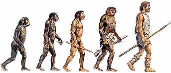 hominidos